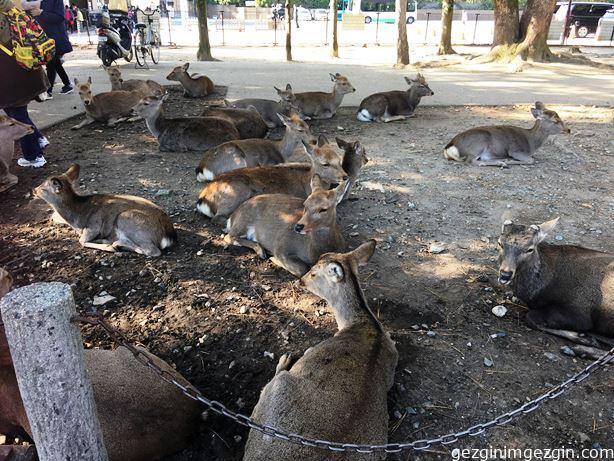 Nara/Japan